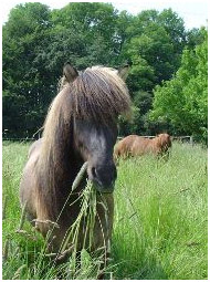 Dieses Pony knabbert unbekümmert Gras auf der Weide. Doch aufgepasst - auch da können Giftpflanzen lauern. Foto: Stroscher